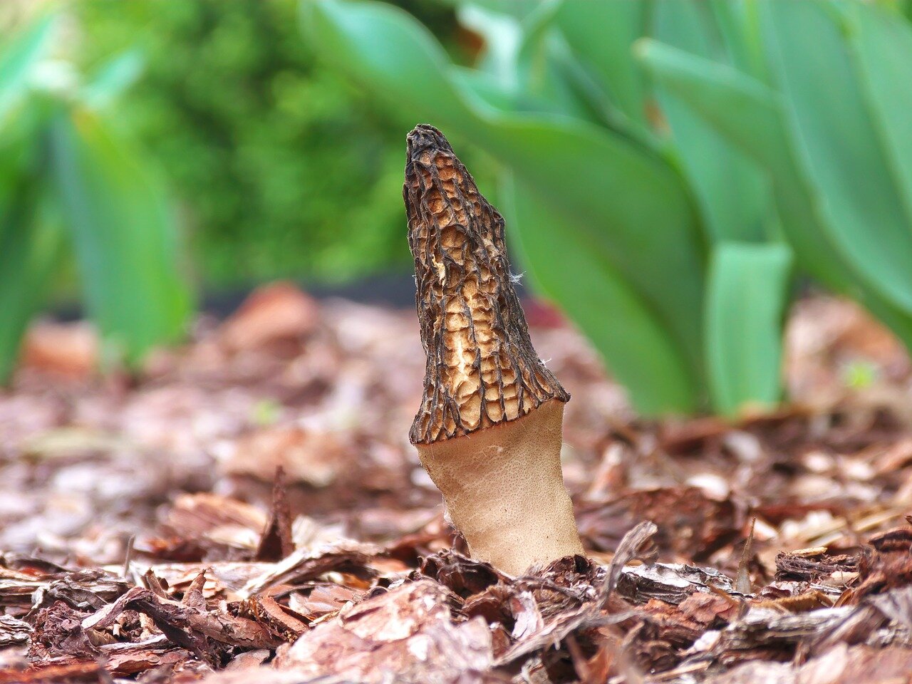 Smardz – jadalny grzyb, który pojawia się wiosną. Cechy i występowanie